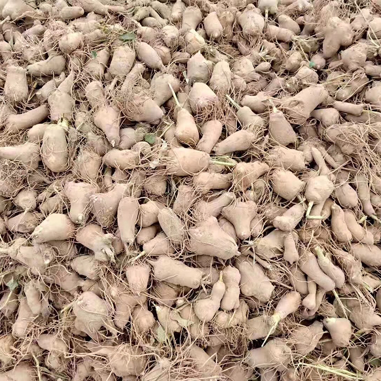 大量销售白术的收入情况 3到5个芽头 白术苗芽头新鲜