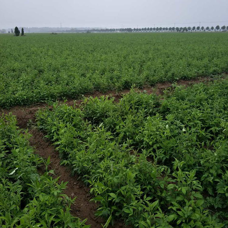 白术苗供应商 中药材种植 药材种苗 基地直发