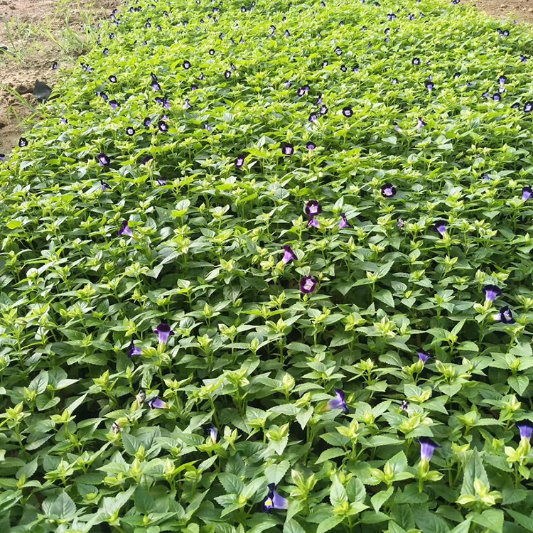 绿化植物夏堇 长势好 夏堇批发