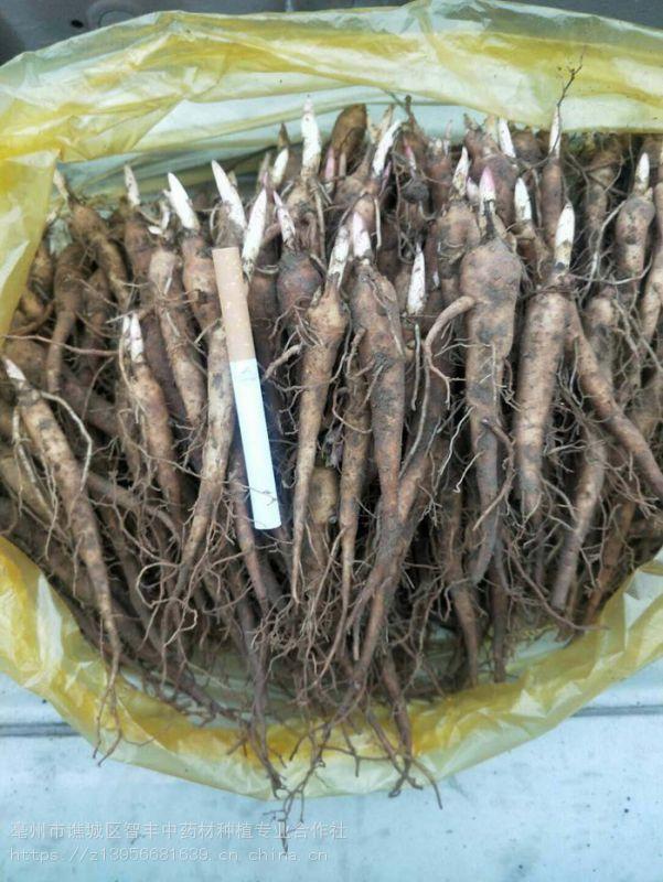 今年赤芍苗 成活率好