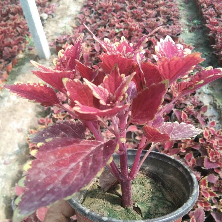 基地直销火焰彩叶草 火焰彩叶草价格 观叶植物批发