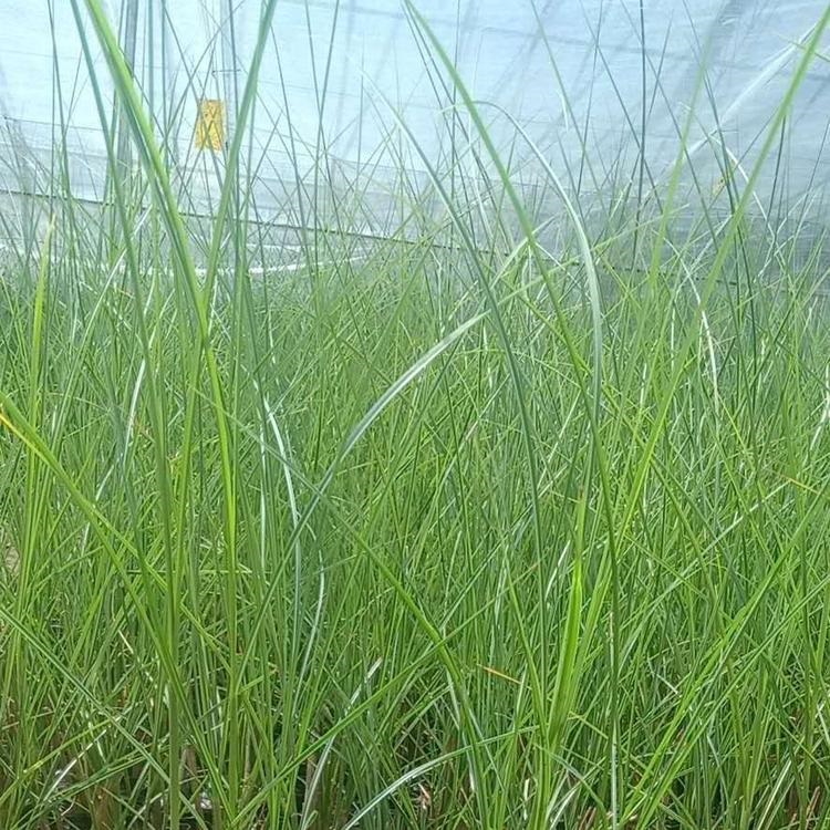 观赏草细叶芒  细叶芒小苗  产地供应