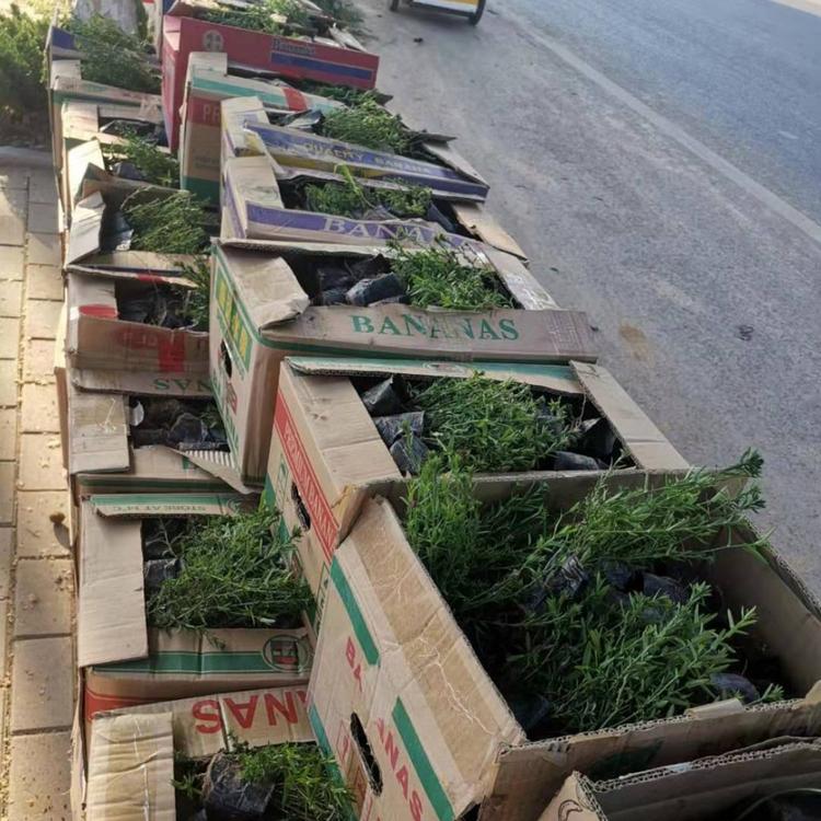 花坛用荷兰菊  荷兰菊预定  荷兰菊种植基地