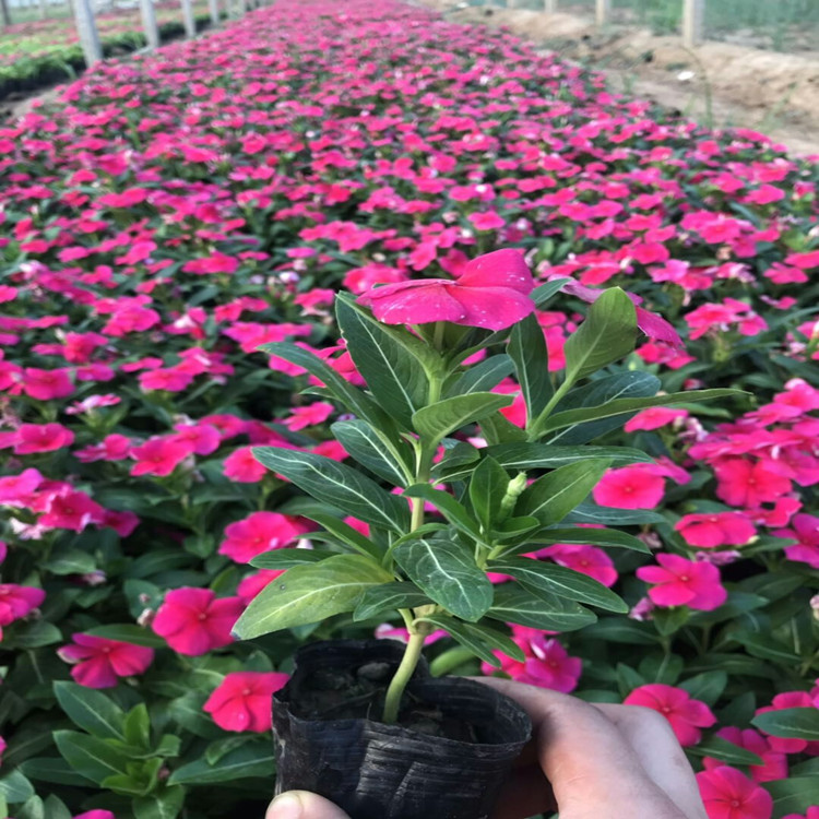 卓彩天天开  长春花   长春花盆栽 园林