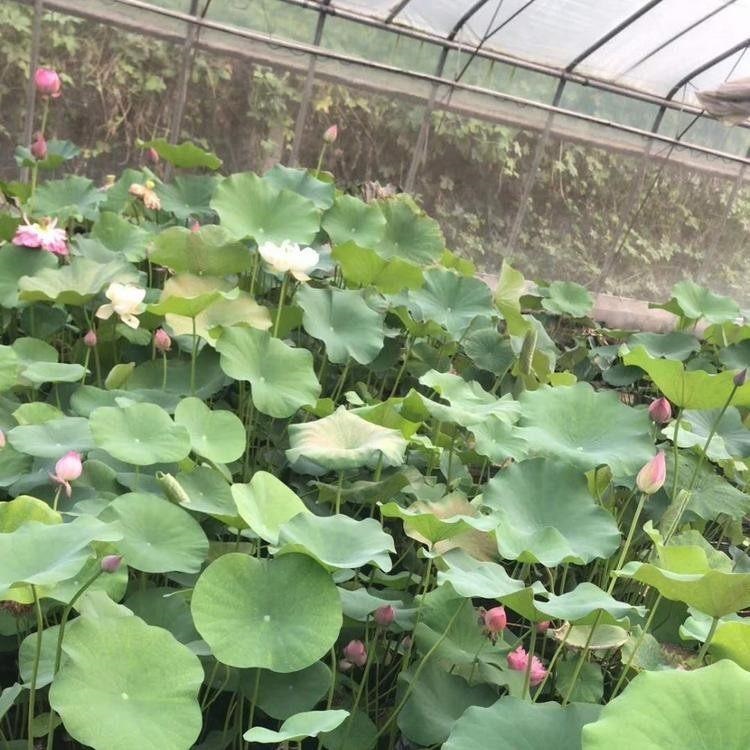 水体绿化植物  荷花盆栽  荷花批发基地