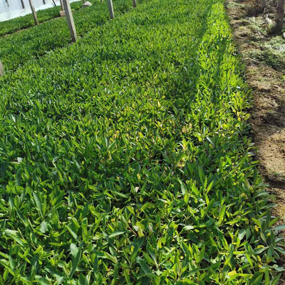 惠博种植培育马鞭草小苗  马鞭草花海用苗  马鞭草供应