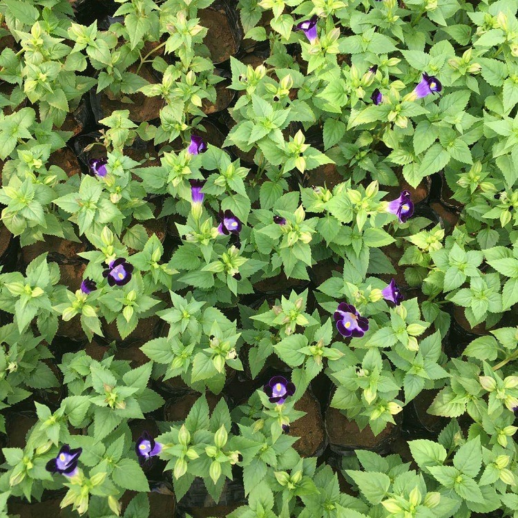 花坛绿化用矮牵牛  矮牵牛种植  矮牵牛培育基地