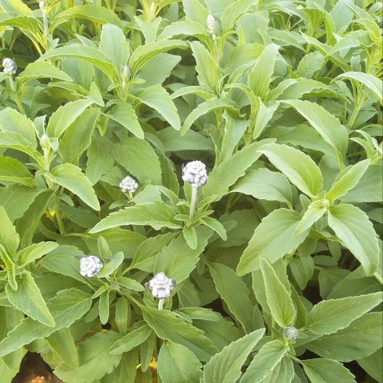 鼠尾草小苗  宿根鼠尾草价格  鼠尾草种植基地