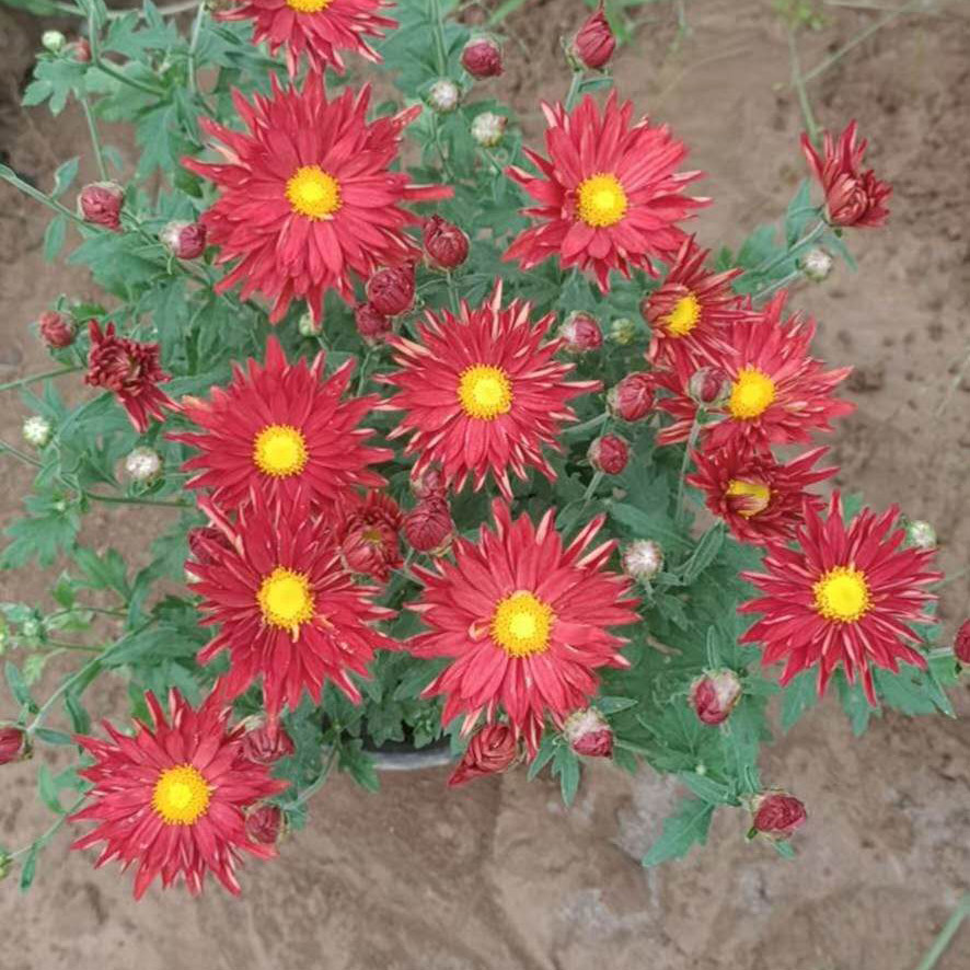 销售大菊花 大菊花批发 致电询价