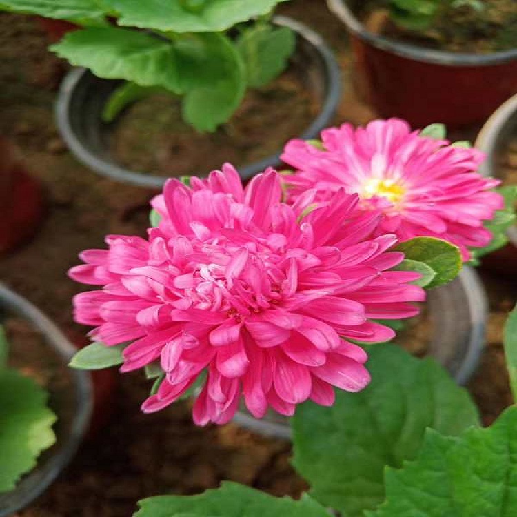 出售翠菊   翠菊营养杯苗  山东翠菊行情