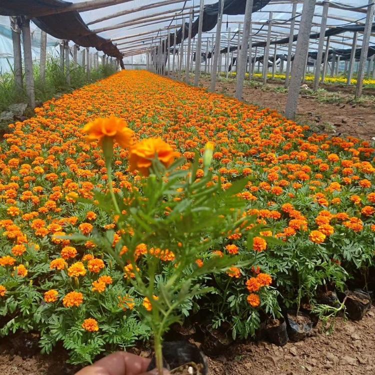 绿化草花孔雀草 孔雀草小苗    孔雀草基地批发  价格优惠 