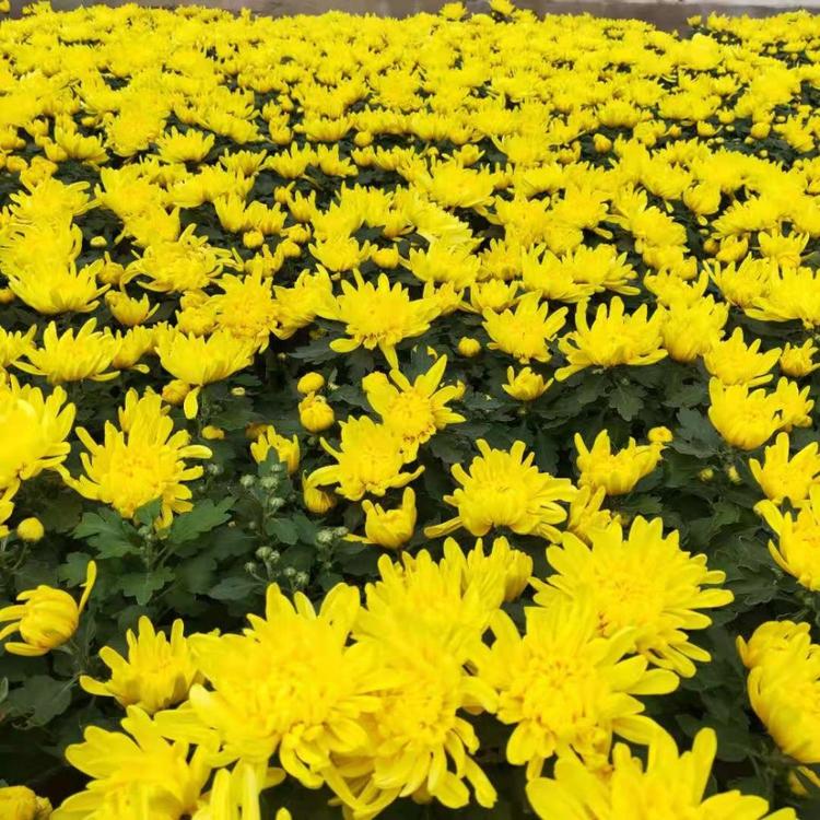 基地直销国庆菊  国庆菊种植基地  基地直销