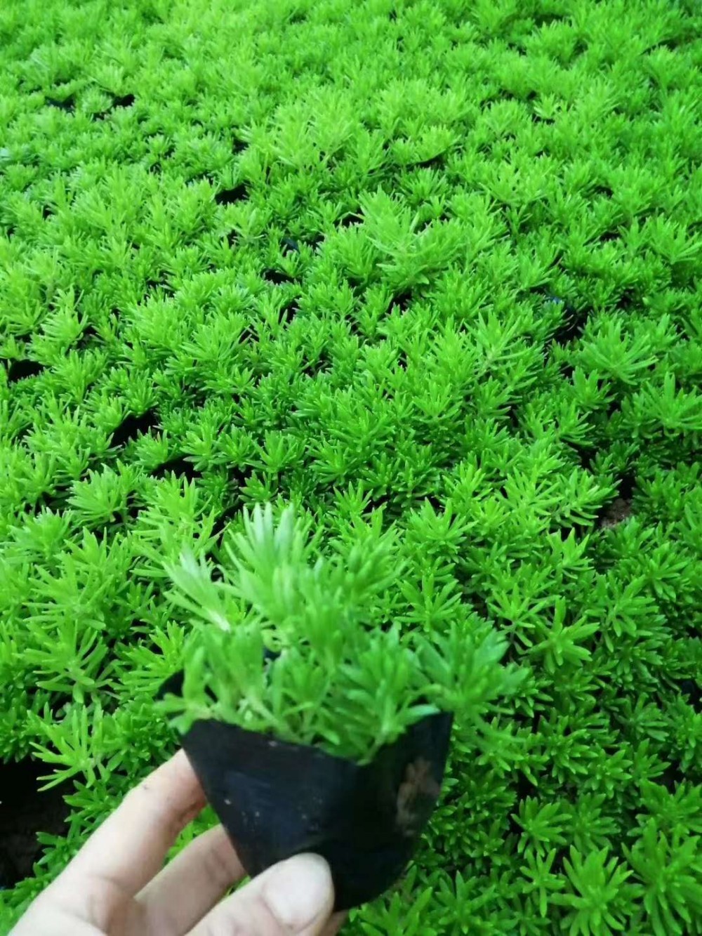 绿色佛甲草  黄金条黄金草  佛甲草采购苗圃