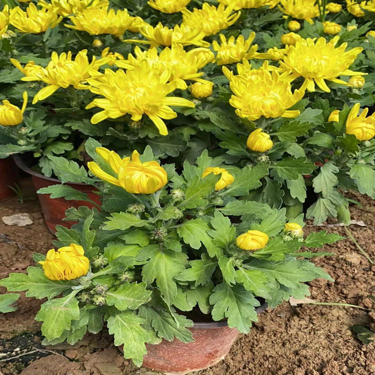 青州草花  菊花   国庆节草花基地