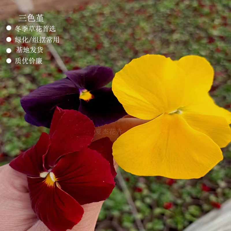 三色堇花期 三色堇小苗出售 冬季草花品种
