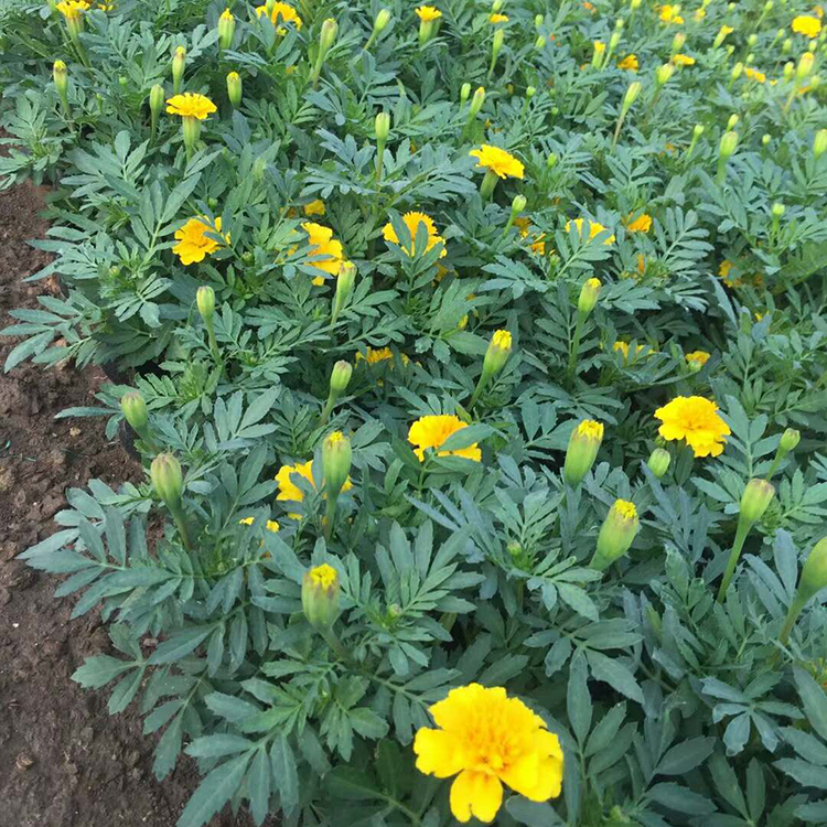 孔雀草批发 青州草花基地 苗圃基地批发
