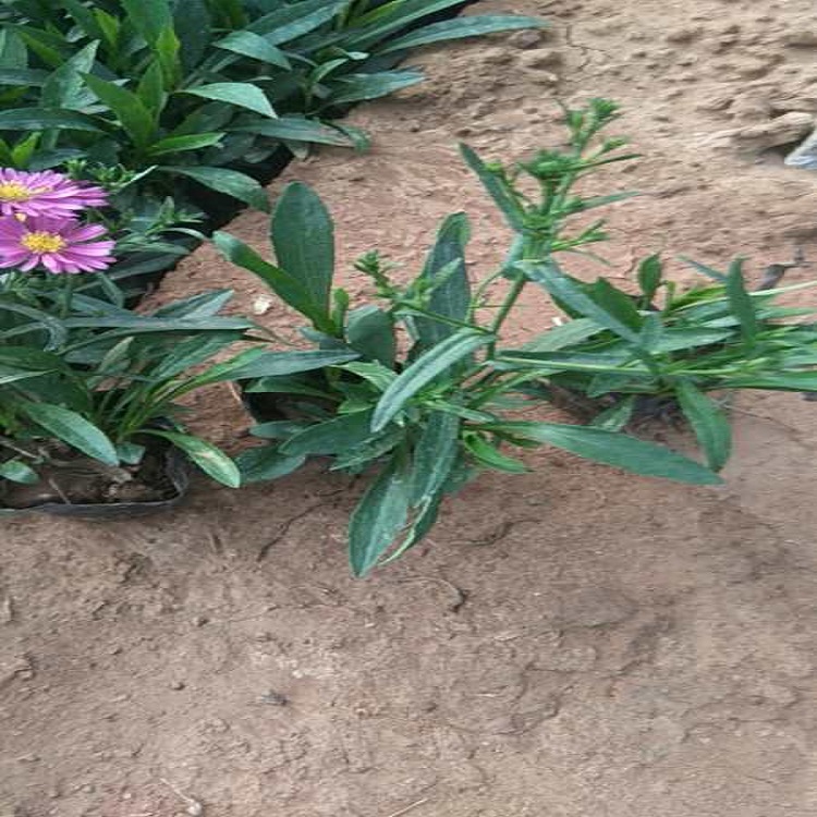 苗圃直销荷兰菊  荷兰菊盆栽苗  荷兰菊种植基地