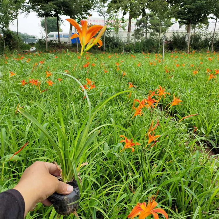 观赏草花苗木 鸿运萱草 可以电话联系哦 鸿运萱草批发