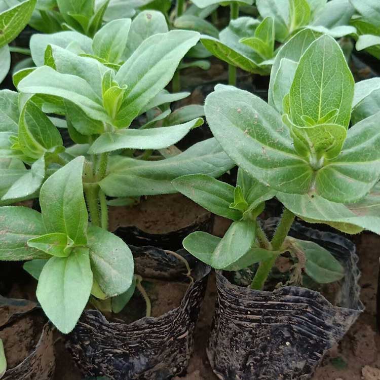 山东供应商  百日菊培育基地 【欢迎致电】