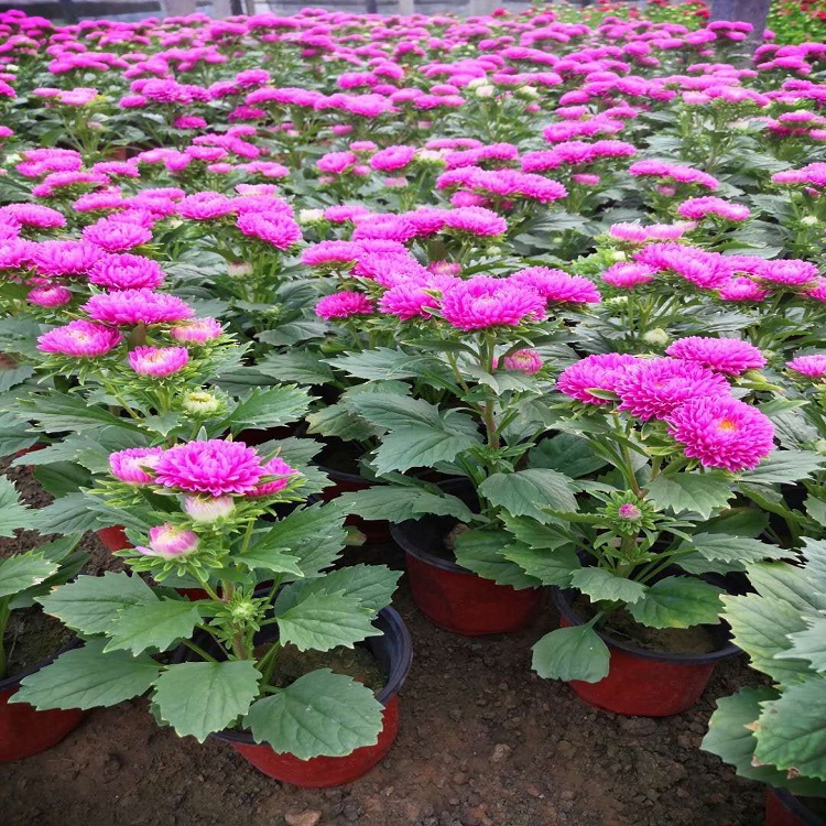 出售翠菊   翠菊供应商  翠菊苗圃直销