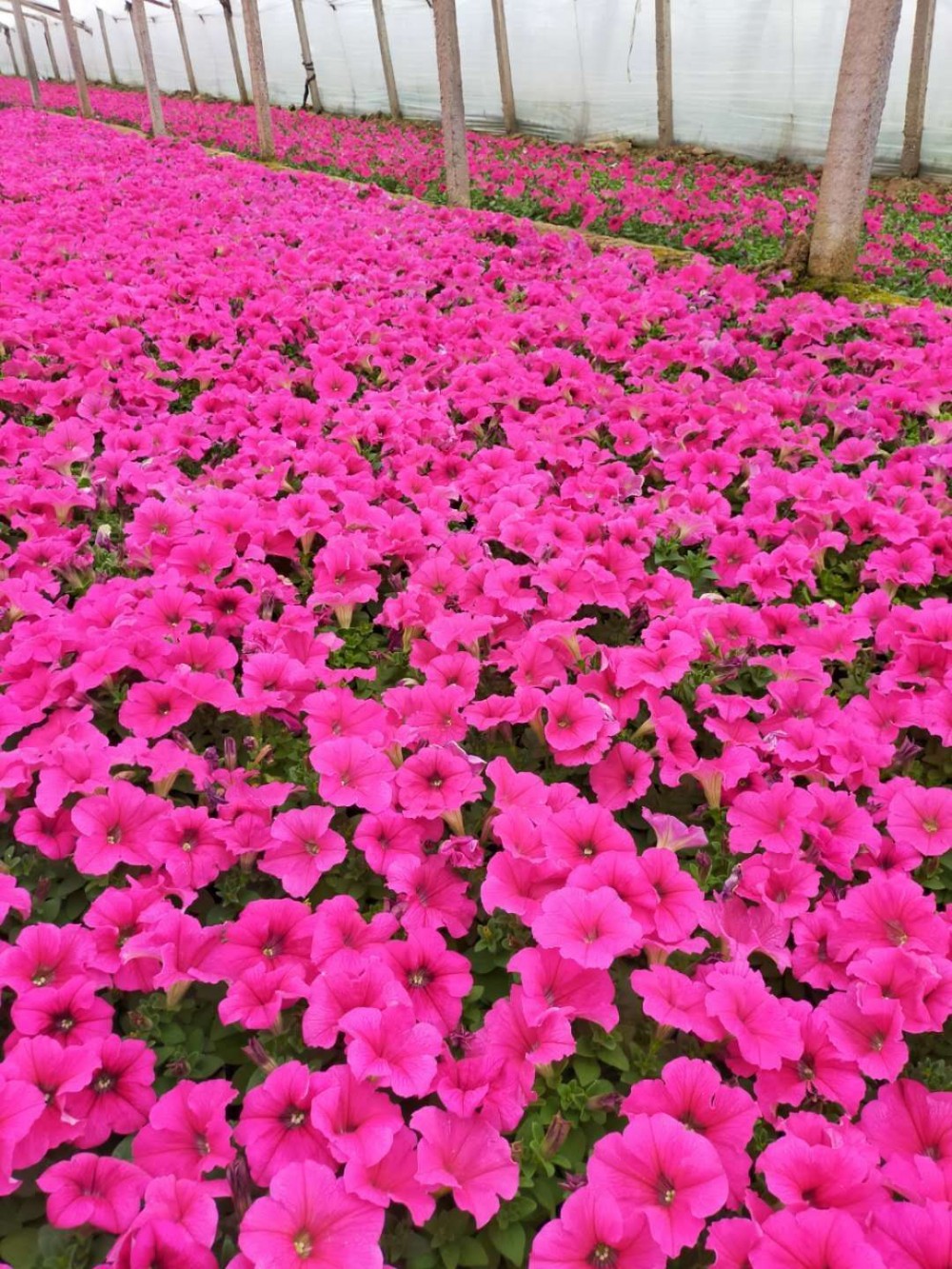 双色盆牵牛花  颜色可选  牵牛花培育基地  牵牛花基地报价