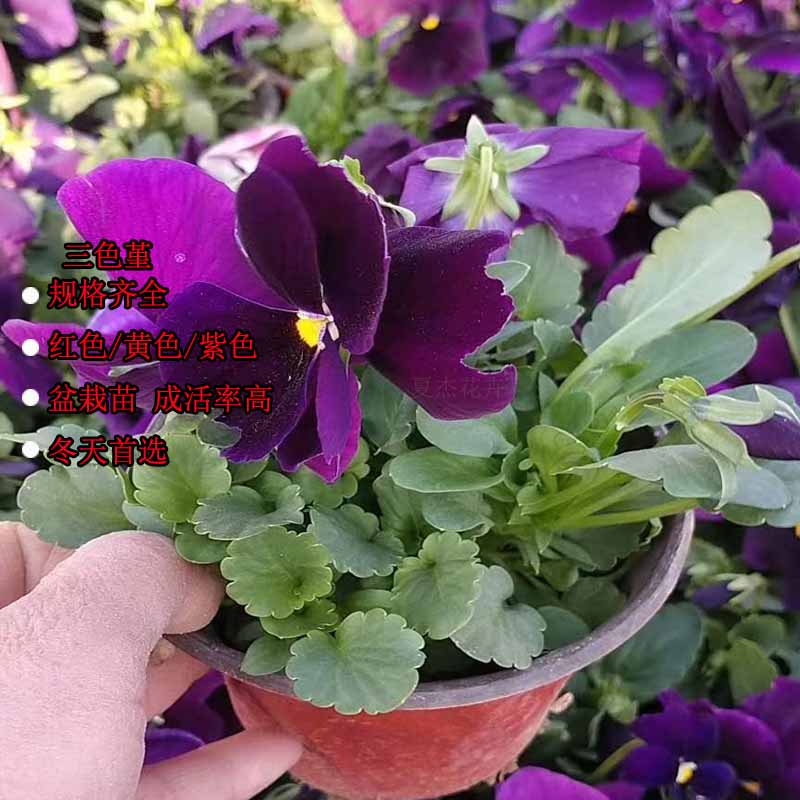 青州草花出售 三色堇批发 三色堇种植厂家