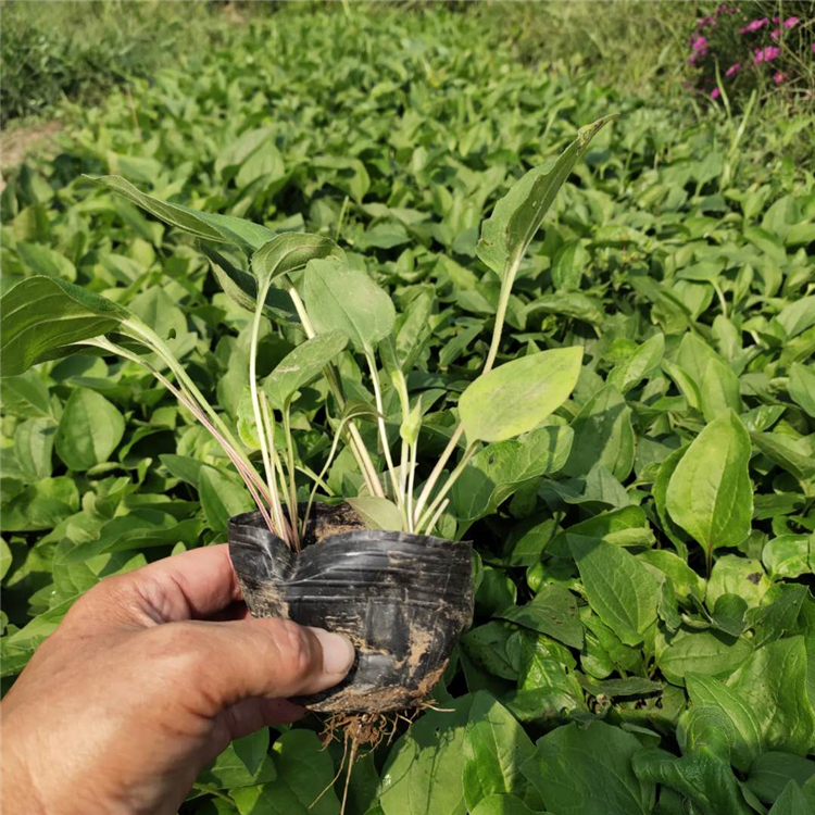 松果菊苗 青州草花 订购报价 松果菊种植基地