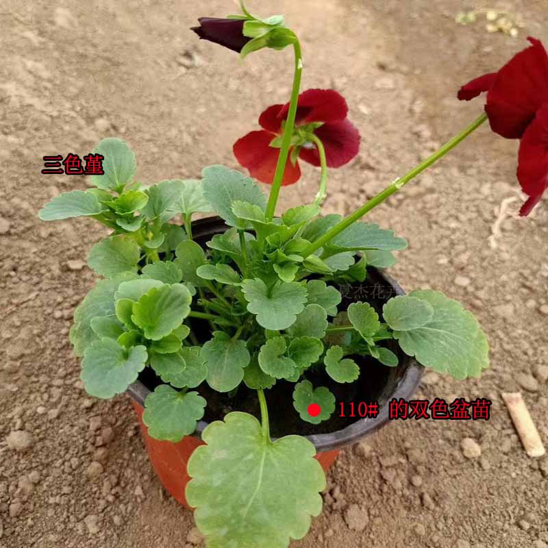 青州花卉基地 冬季草花品种 三色堇小苗出售