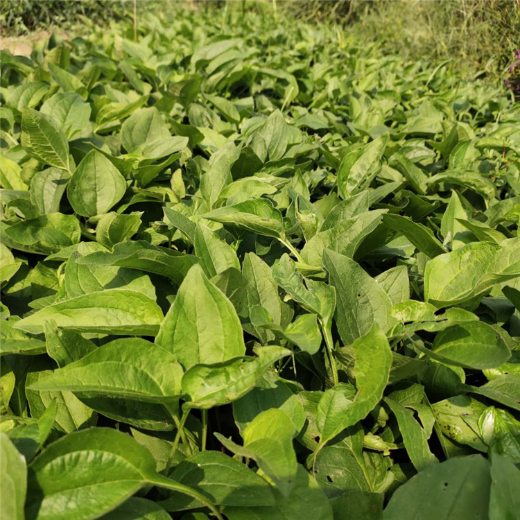 松果菊批发 订购报价 山东草花