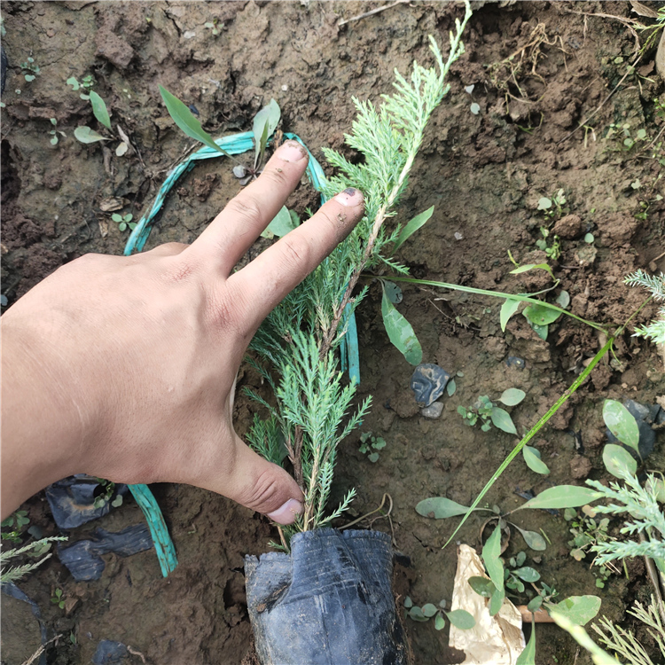自产自销 山东沙地柏种植基地 绿化沙地柏