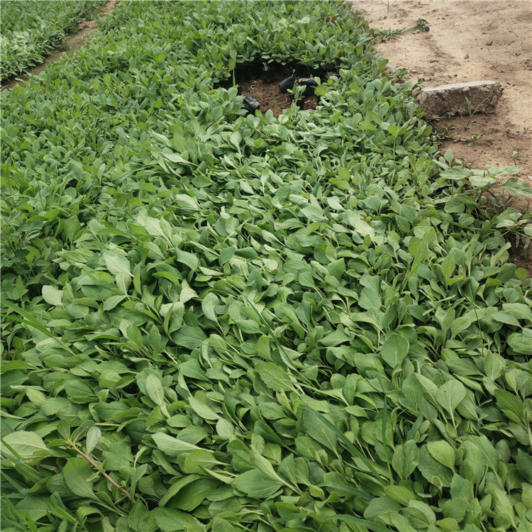 黑心菊批发商 基地直销 青州草花 黑眼菊