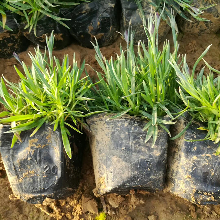 欧石竹行情 采购基地 青州草花苗木