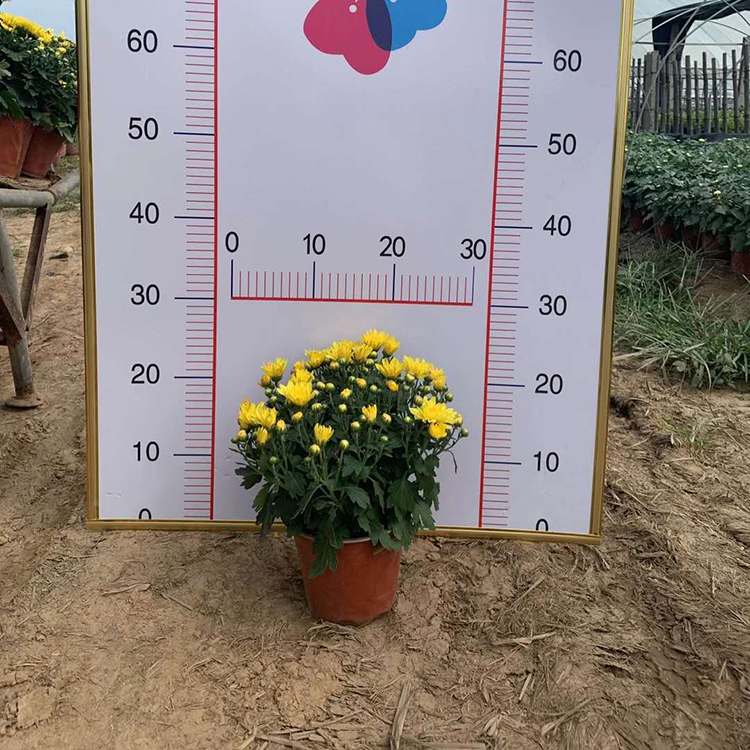 九月菊销售 自产自销 青州宿根草花 九月菊小苗
