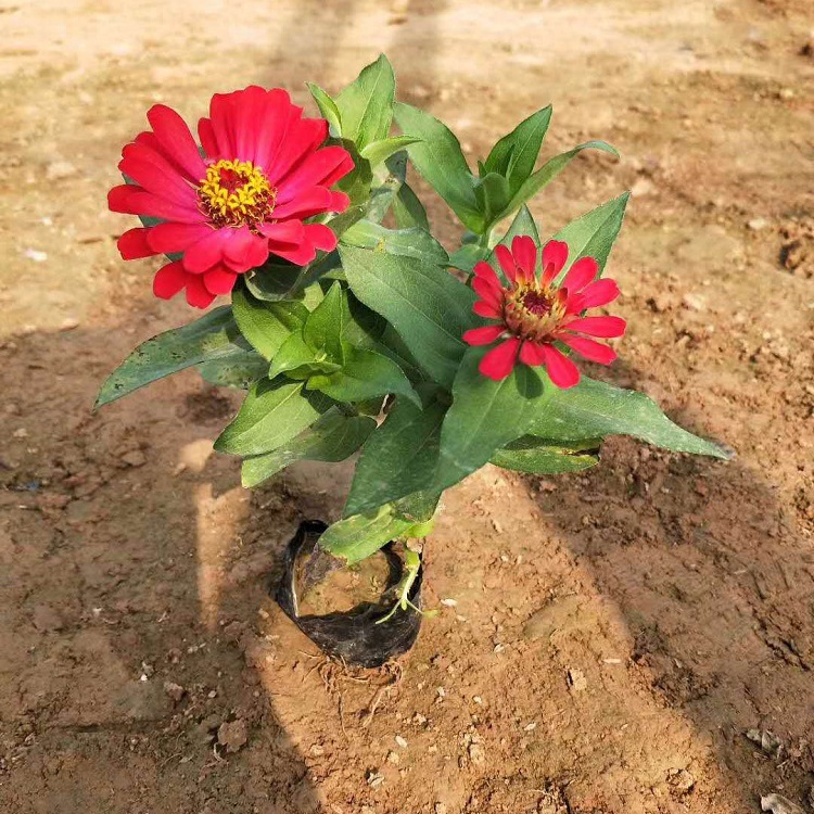 百日草工程苗  百日草出售  观赏花卉百日草