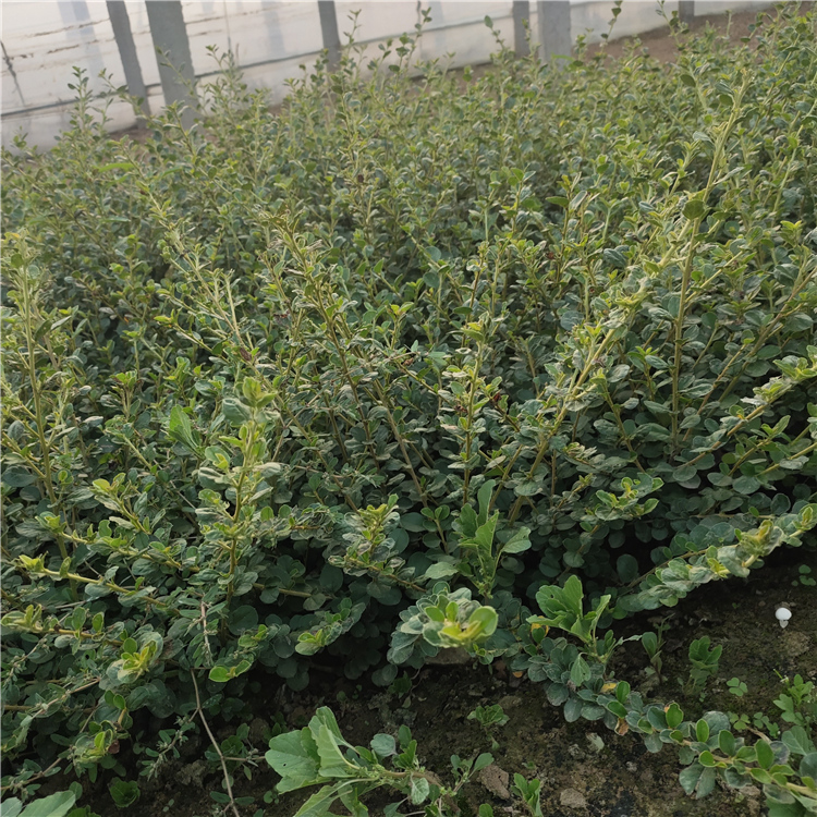 平枝荀子批发商 青州绿化苗木 平枝荀子