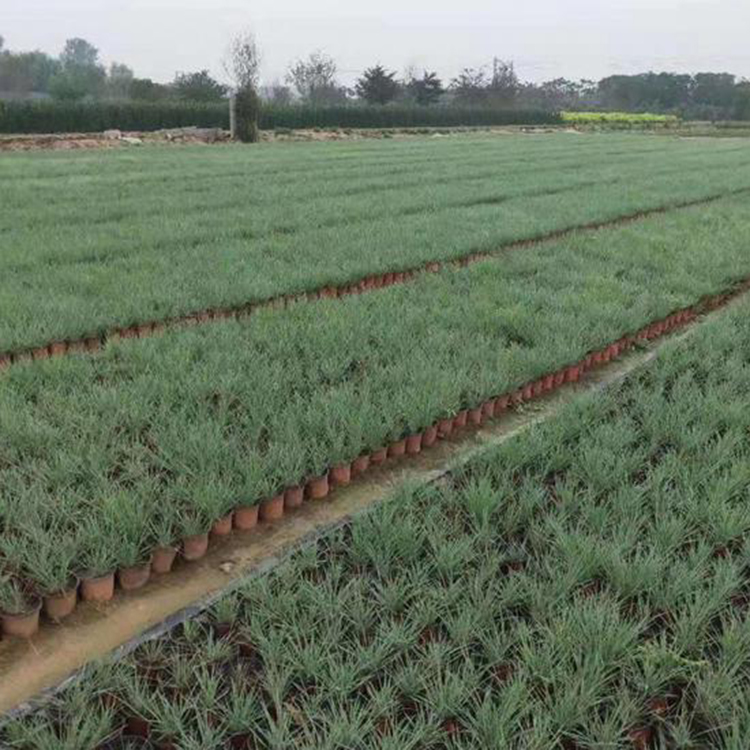 双色盆毛冠草 蜜糖草基地 草花种植基地 价格实惠