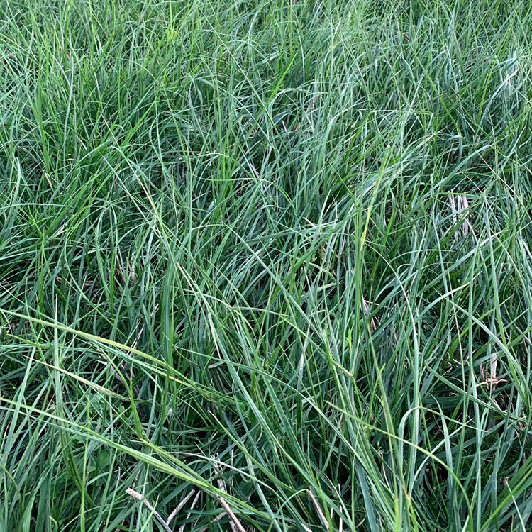 矮蒲苇价格 地被植物 矮蒲苇