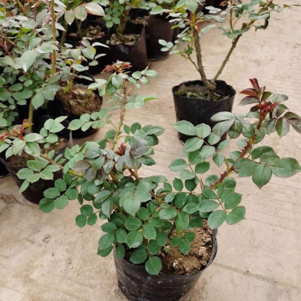 青州大花月季批发  大花月季培育  大花月季春季行情