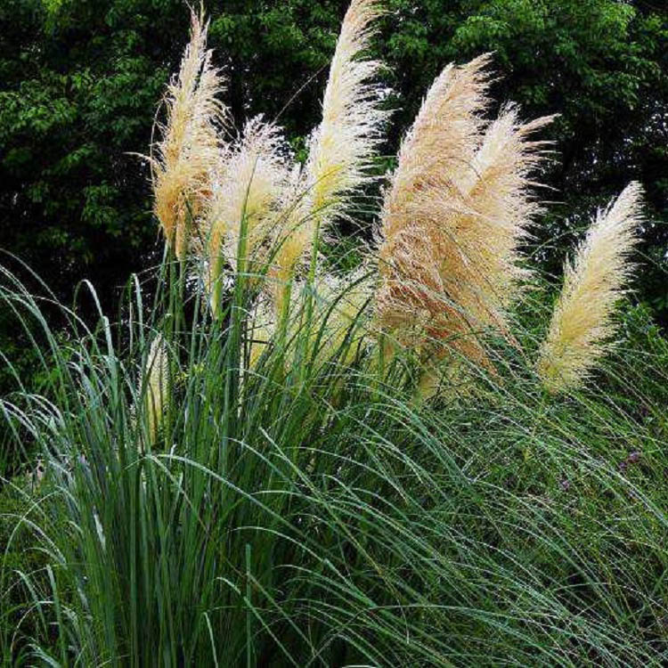 青州细叶芒基地 细叶芒 批发细叶芒 多年生暖季型草本