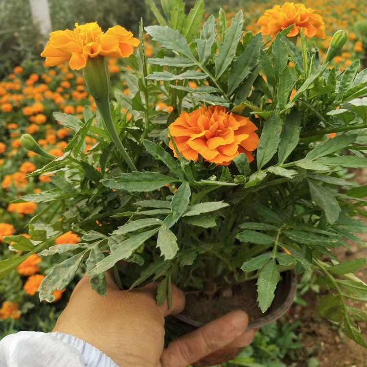 孔雀草 孔雀草行情 采购基地 开花草花批发