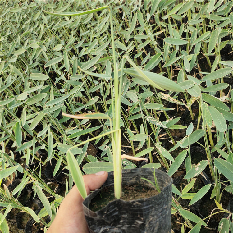再力花行情 青州再力花小苗 多年生挺水草本植物