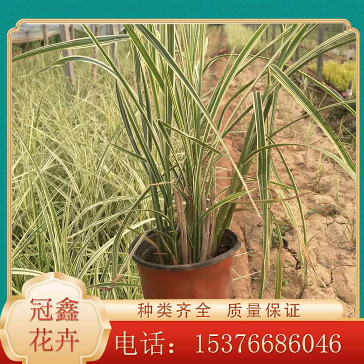 花叶芒行情 花叶芒批发销售 河北花叶芒种植基地