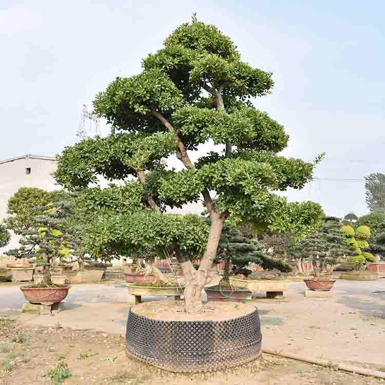 优价出售盆景树 大叶黄杨盆景树基地 基地优惠直发