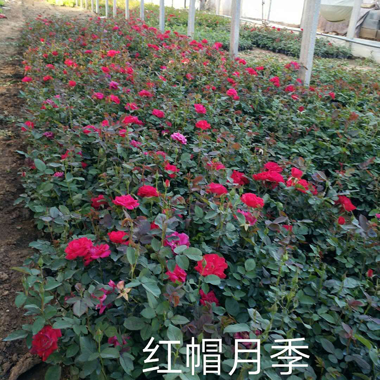 红帽月季花苗 供应红帽月季 月季种植基地出售