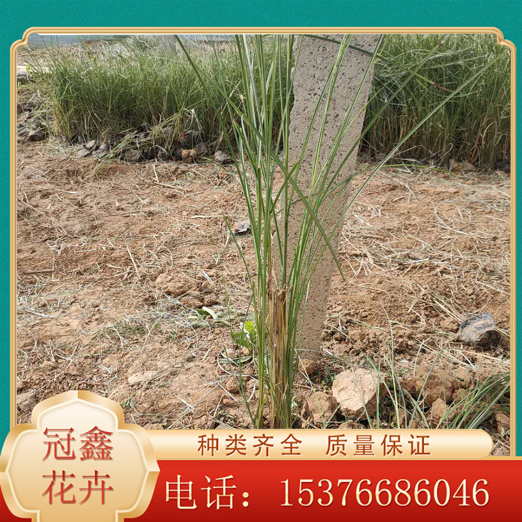 细叶芒基地培育 苗圃栽培细叶芒 细叶芒小苗供应基地
