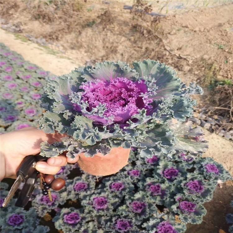 羽衣甘蓝价格 山东羽衣甘蓝批发商 耐寒羽衣甘蓝