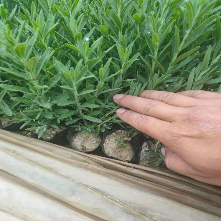 薰衣草 薰衣草杯苗 花海用薰衣草小苗 河北薰衣草价格