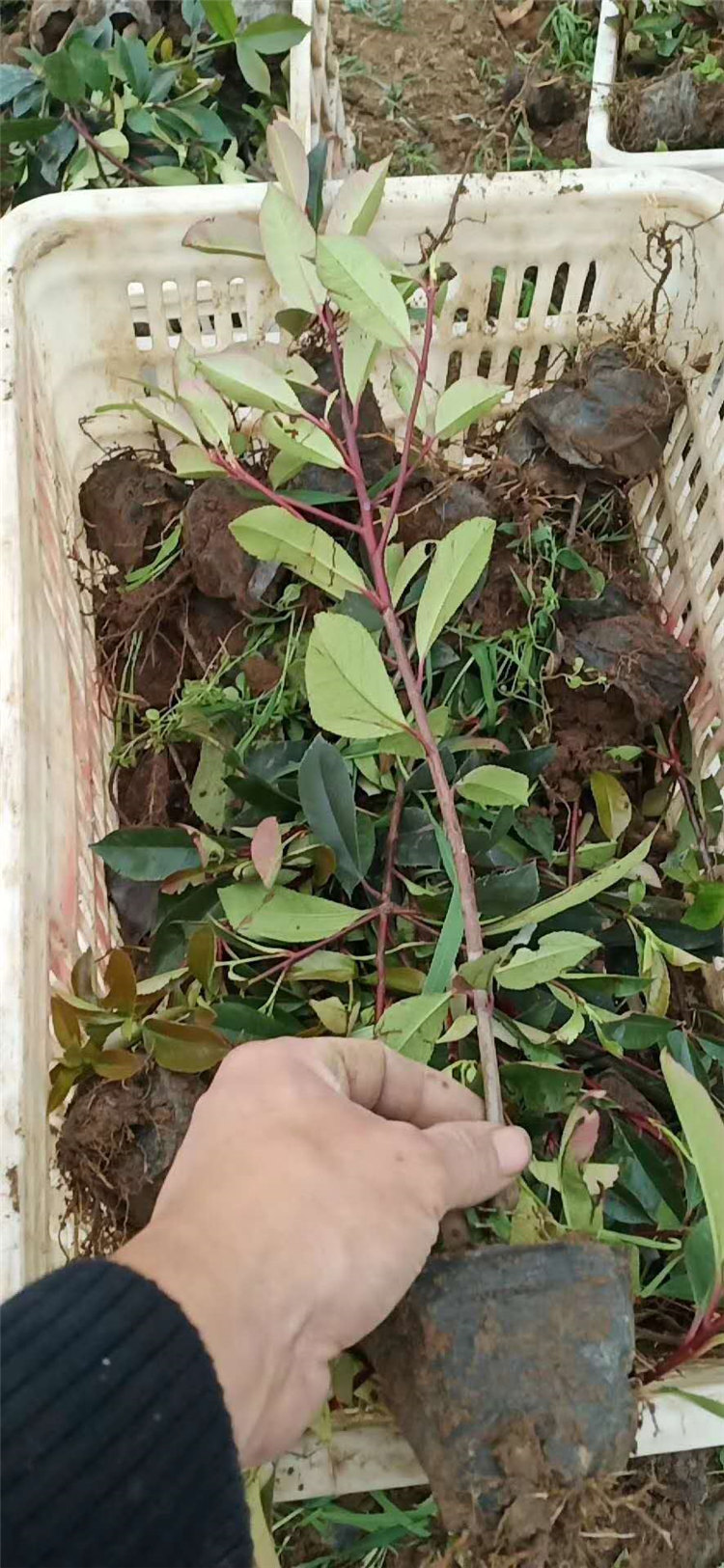 绿篱用红叶石楠 红叶石楠供应商 红叶石楠小苗基地