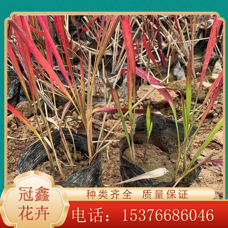 日本血草出售 日本血草销售价格 日本血草价格