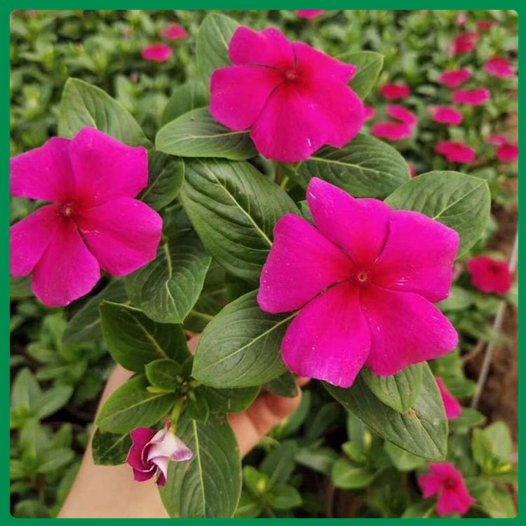 大量供应长春花 诺森 天天开培育基地